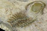Cephalopod Fossil With Two Partial Crotalocephalina Trilobites #139001-7